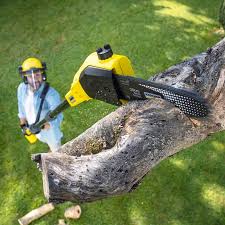 Best Tree Maintenance Programs  in Baxter, TN