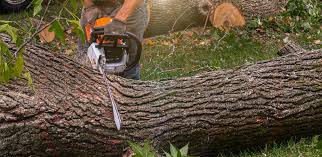Best Root Management and Removal  in Baxter, TN