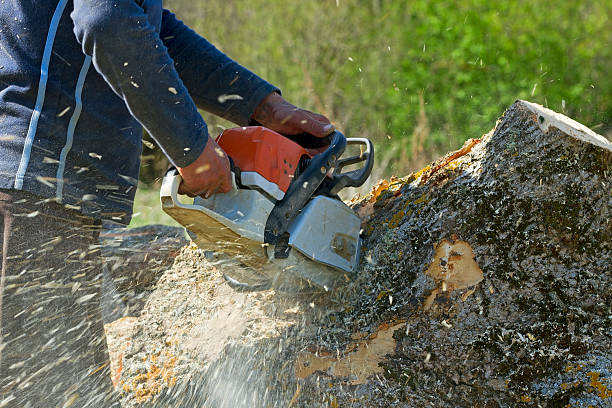 Best Organic Lawn Care Solutions  in Baxter, TN