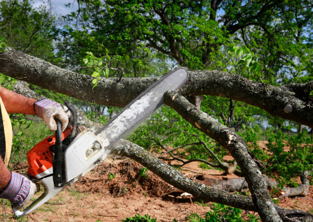 Best Lawn Irrigation Installation and Maintenance  in Baxter, TN