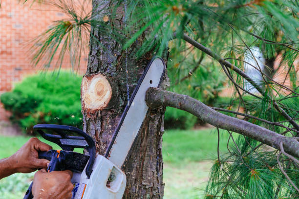 Reliable Baxter, TN Tree Removal Solutions